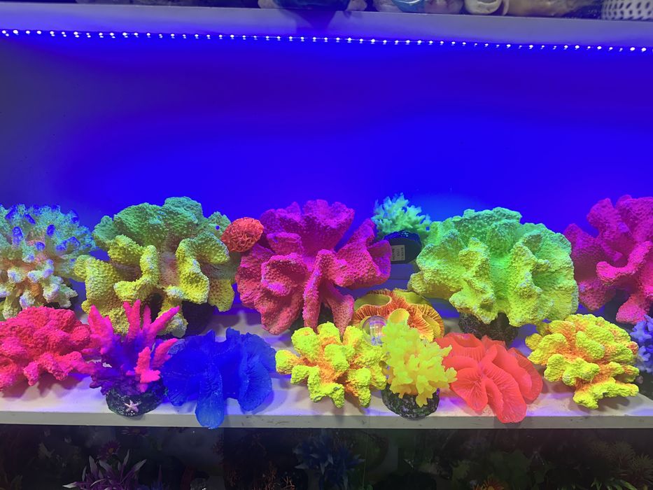 Akvarium uchun dekor karallar