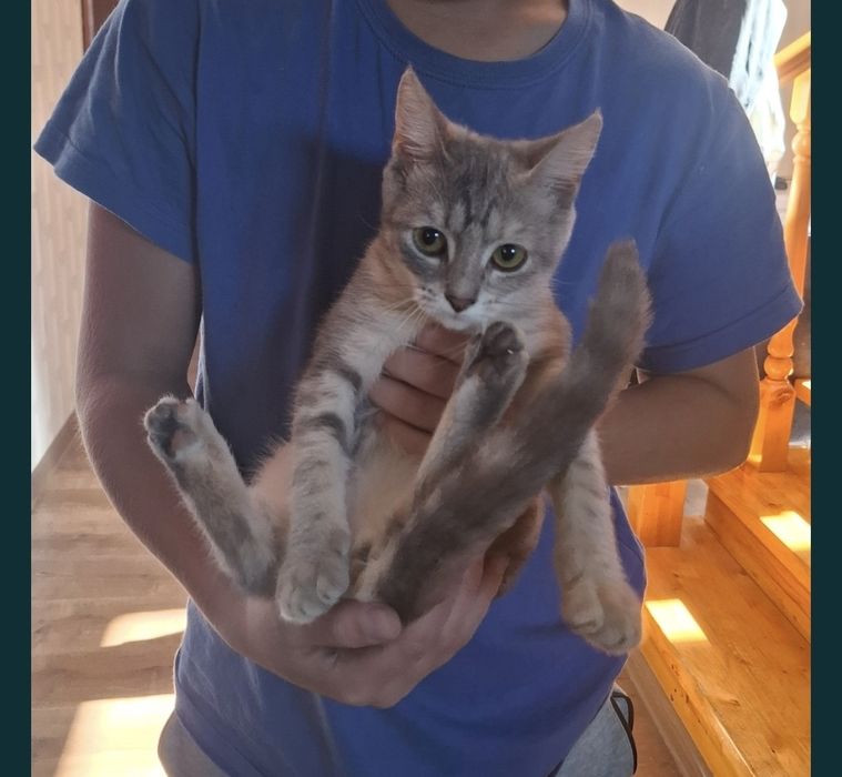 Отдам котят в добрые руки!
