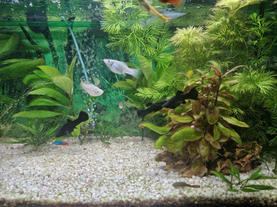 Vand acvariu 50 litri Aquatlantis