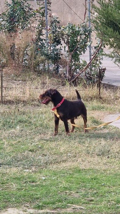 Ягдтерьер только вязка ягтерерь