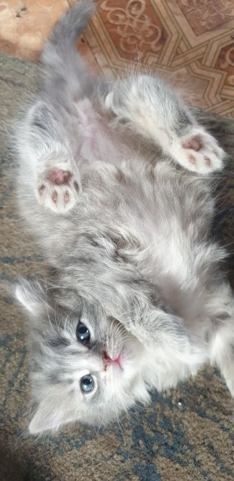 Дарю красивых котят
