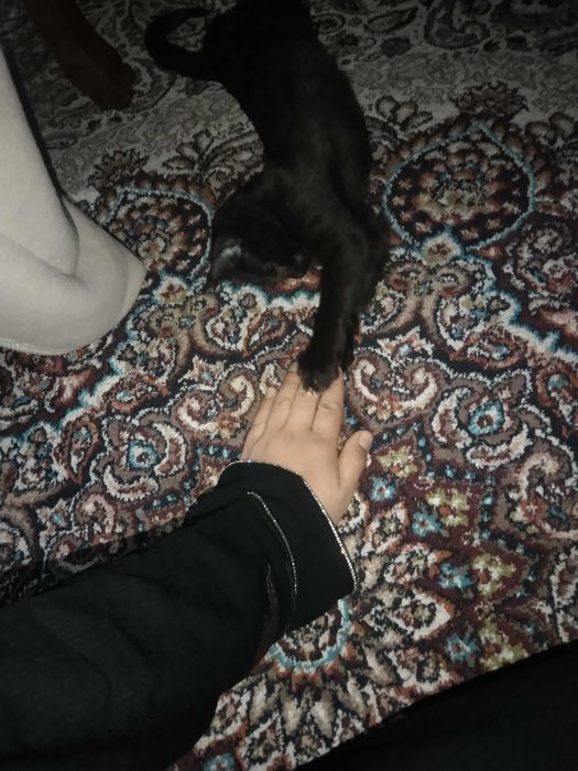 Котенок в добрые руки