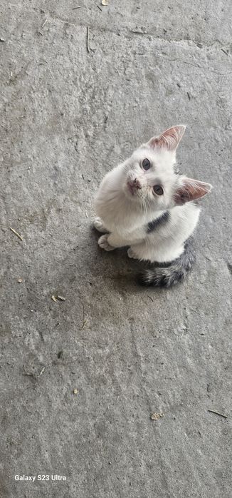Отдам котёнка в добрые руки ,