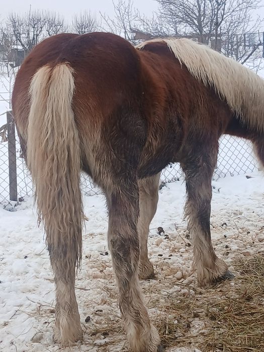 Manz greu de 10 luni