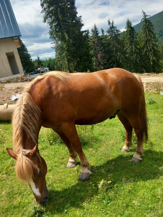 Vând cal de 7 ani