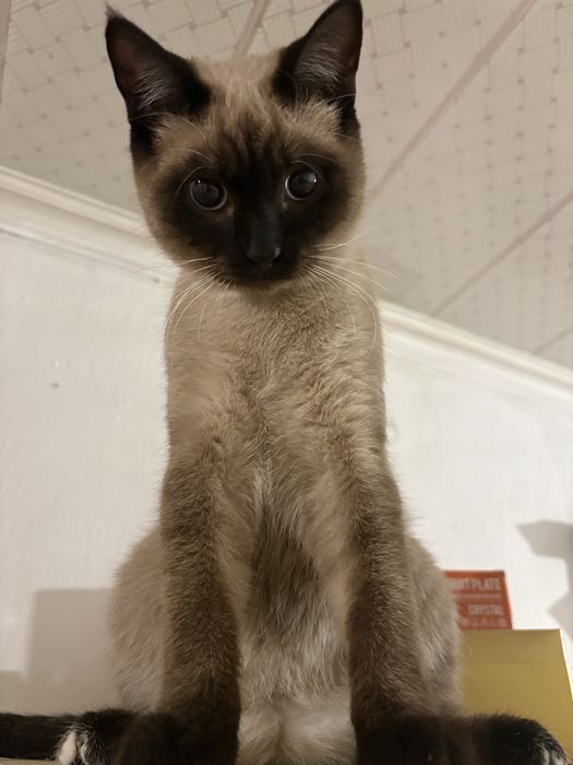 Кошка сиамская .