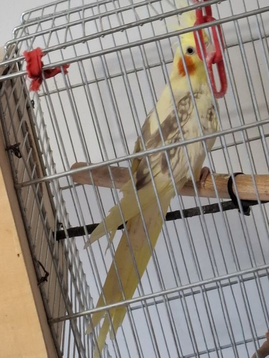 Vând mascul  nimfă sau schimb cu o femelă