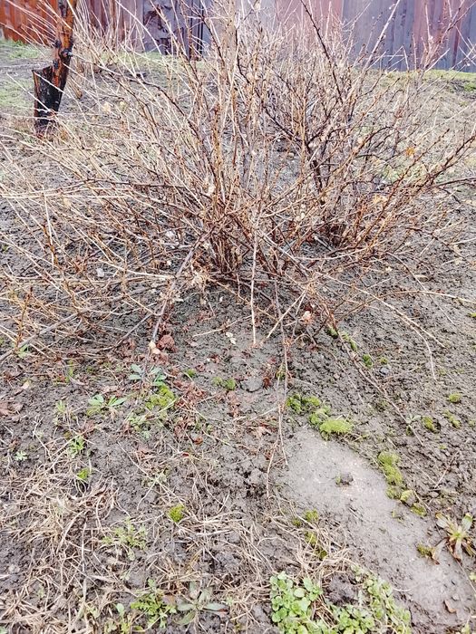 Крыжовник  саженцы