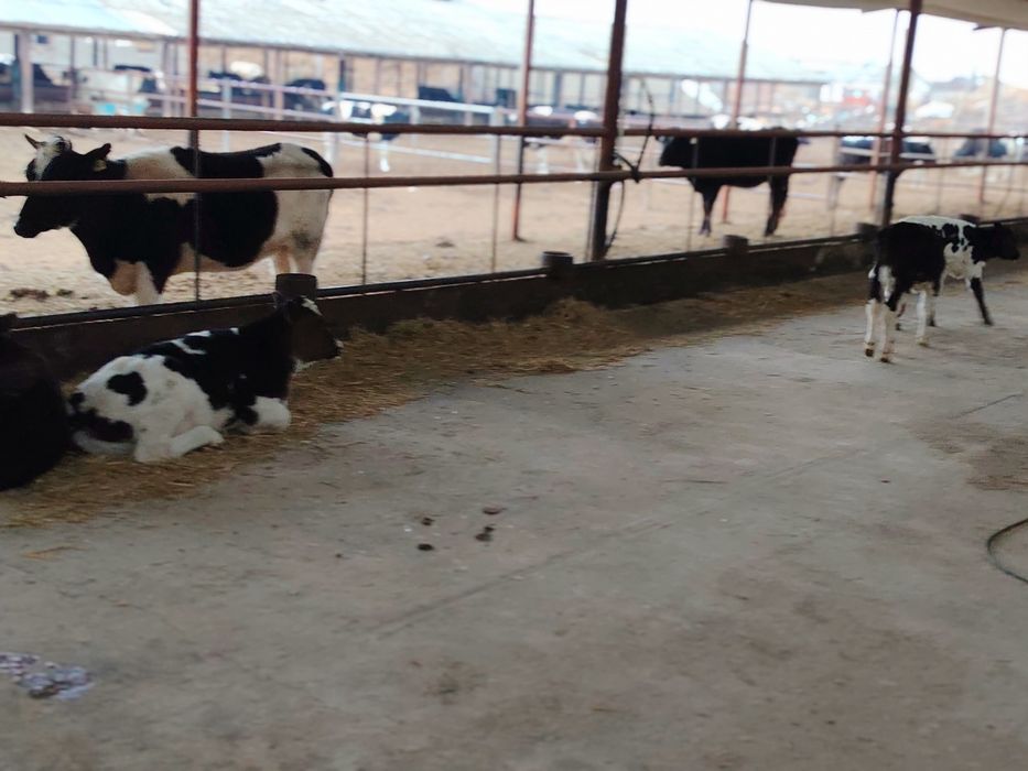 Бугоз гуножинлар сотилади 100 дона