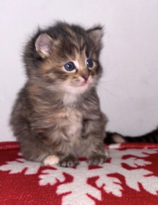 Мейн Кун девочка котёнок