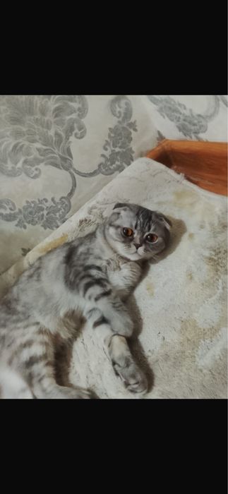 Шодландски кошка