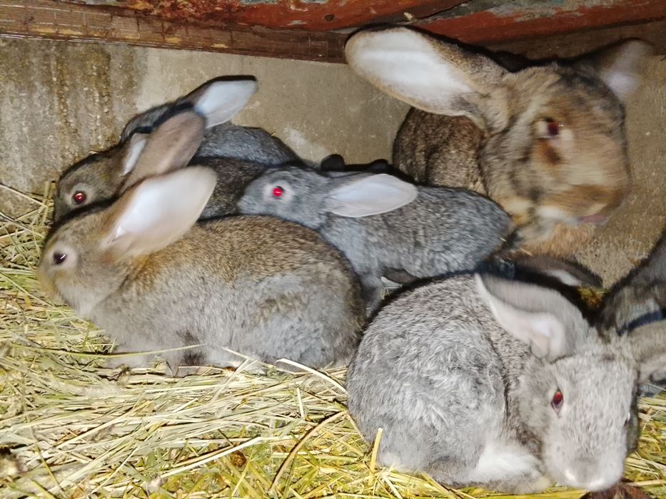 Продам кроликов, помесных