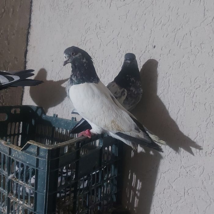 Пакистан  самец  кобра шей