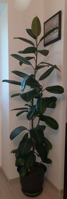 Trandafir, ficus