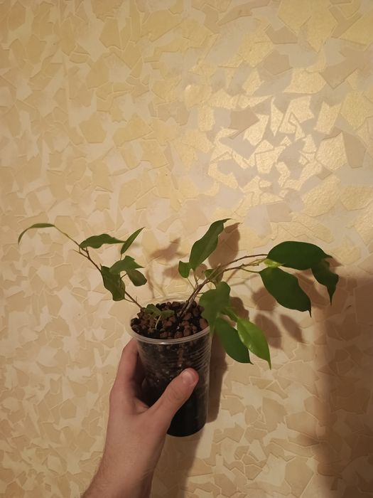 Продам комнатные растения