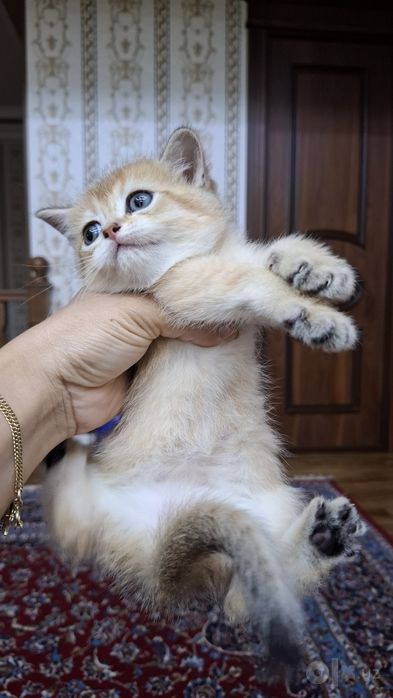 Zolotistiy Shinshila