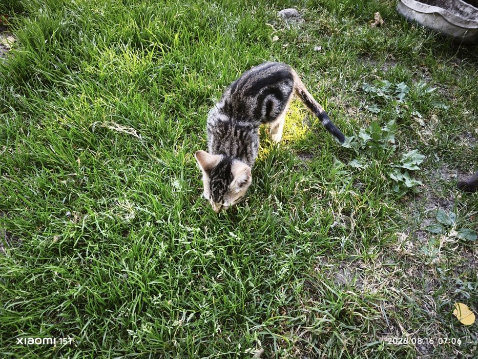 Котёнок необычного окраса