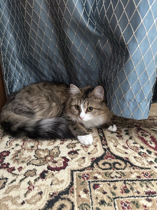 Сибирский кот, стилизованный