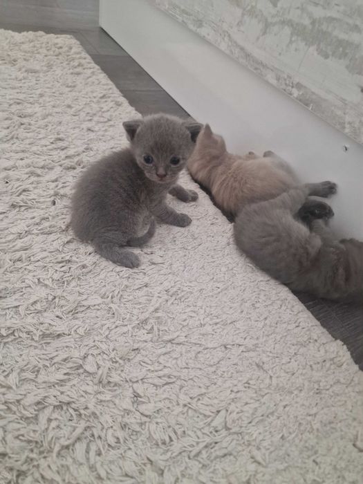 Шотландски клепоухи