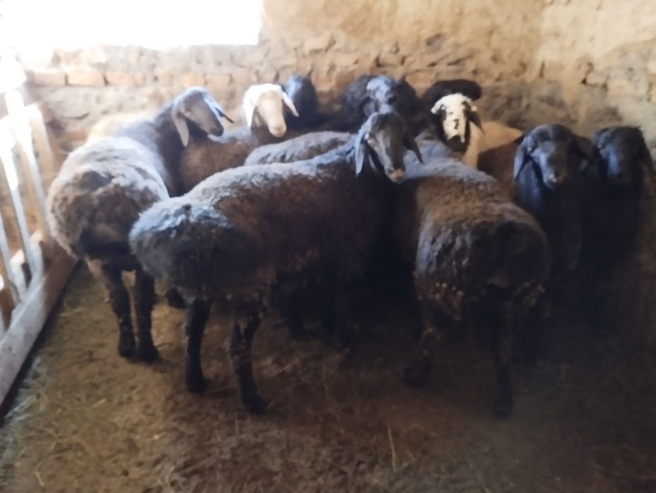 Қошқар гиссар  парода