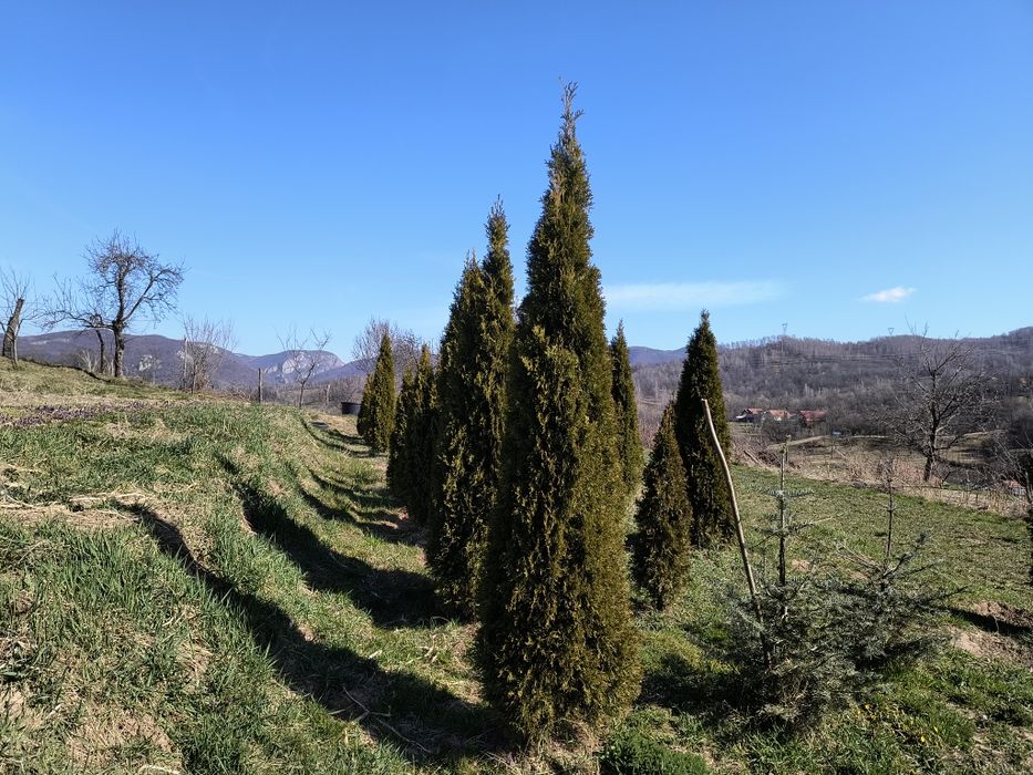 Tuia smaragd  1,8m-2,5m