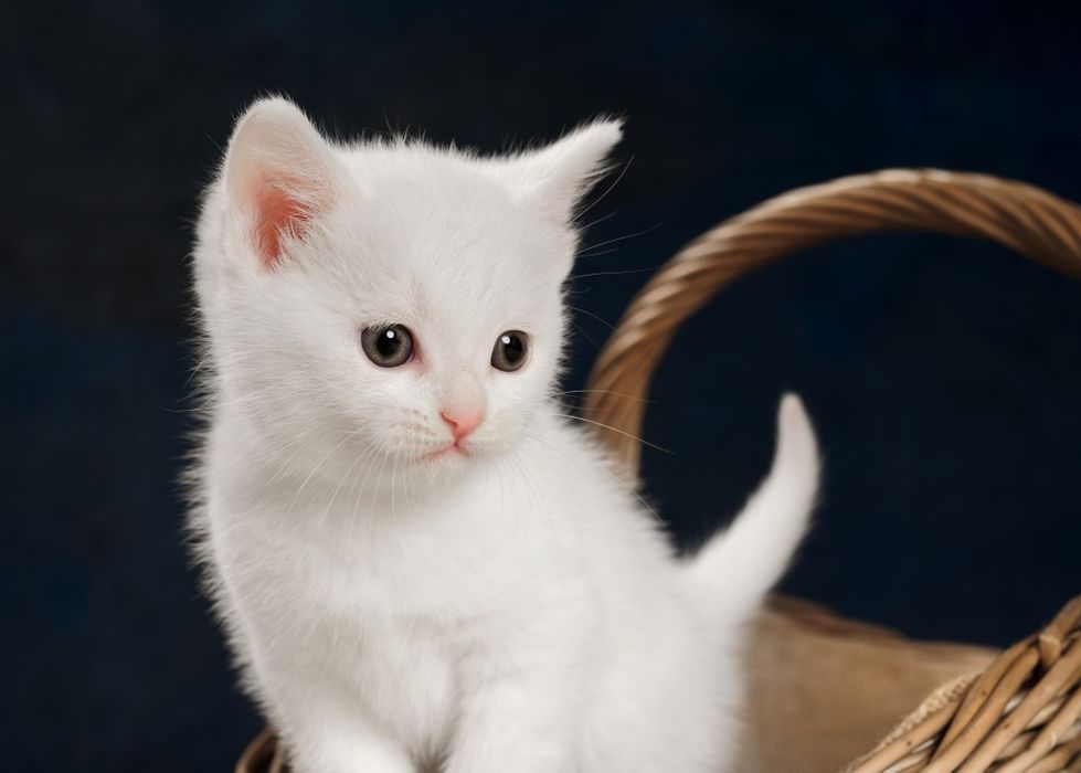 Турецкая Ангора котята
