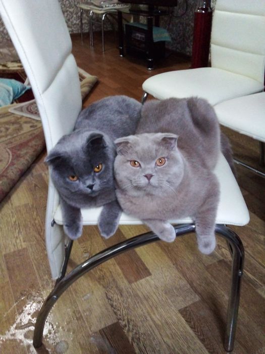 Продается кот скоттиш-фолд.