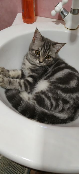 Породистый котёнок, прямоухий шотландец.
