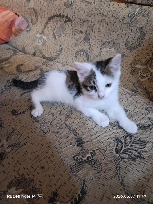 Отдам котят в заботливые руки