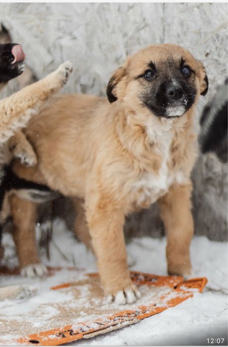 Щенятам нужен дом срочно