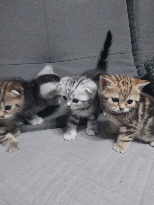 Шотланские котята.