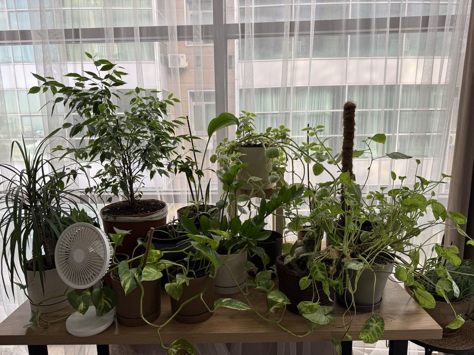 Комнатные растения в прочных горшках