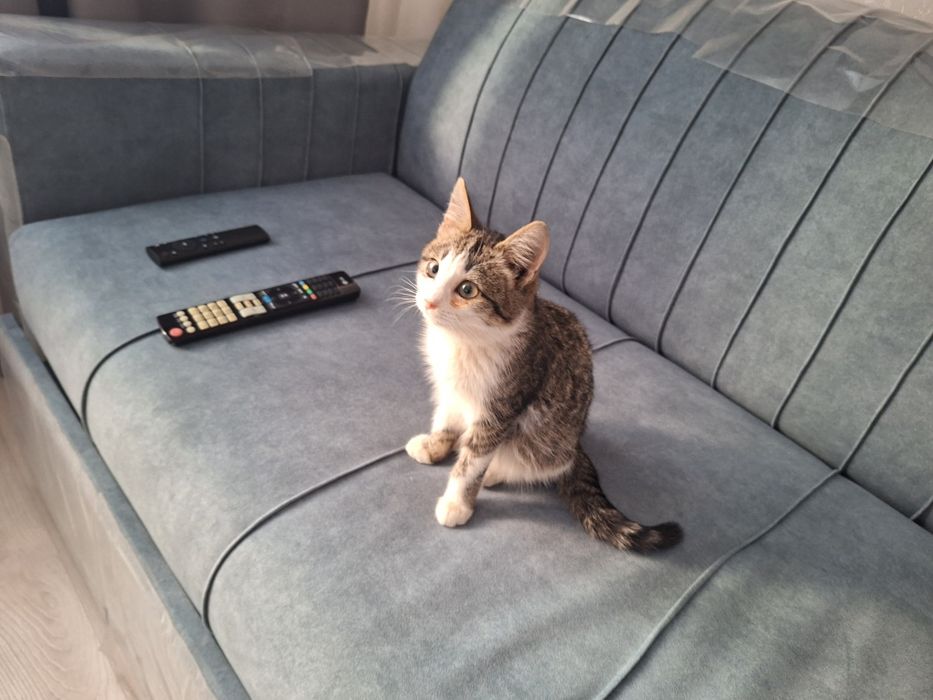 Котёнок мальчик 4-5 месяцев