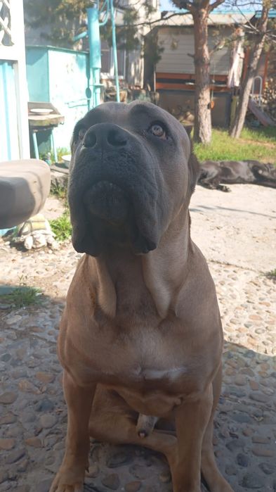 Кане Корсо жених.