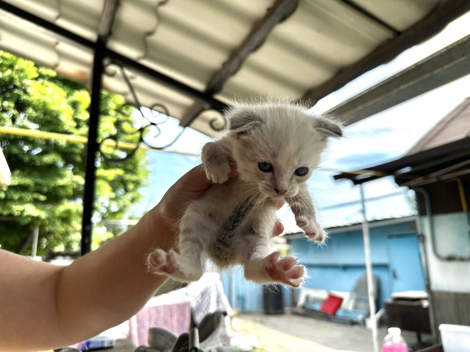 Продам маленькуб вислоухую кошечку