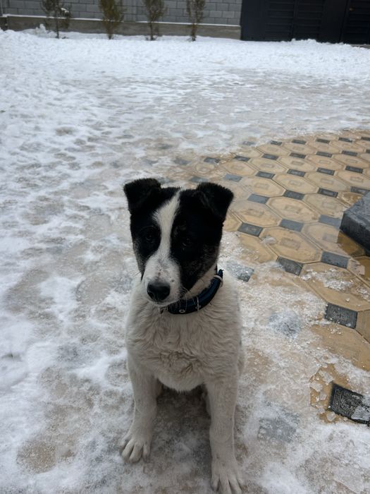 4 айлық алабай “ панда”