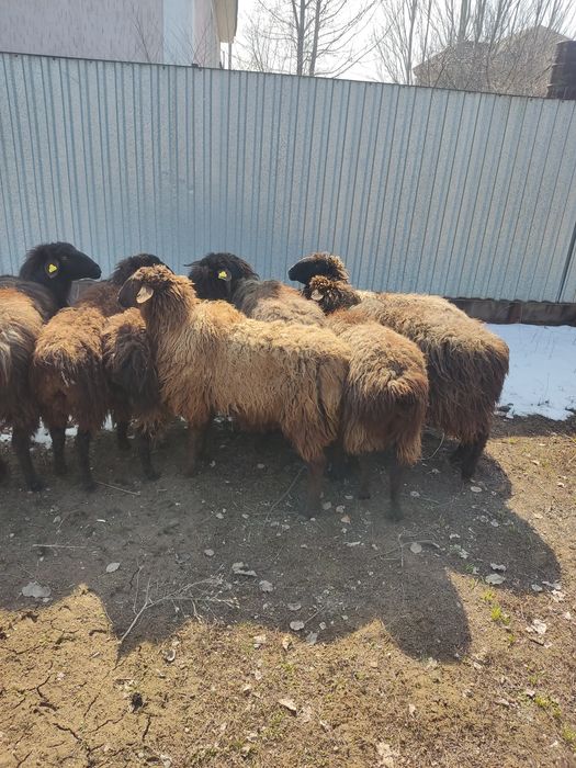 Продам баран .откорм