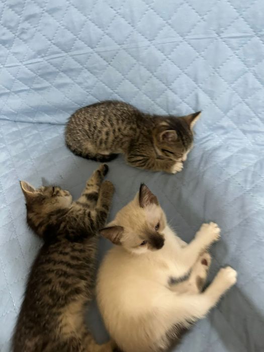 Отдам бесплатно котят