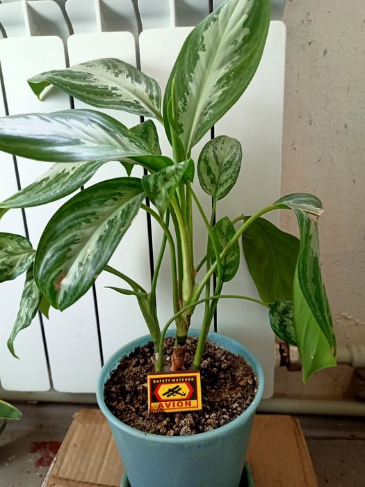 Домашние цветы на выбор