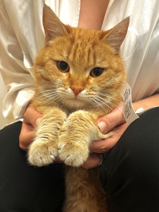 Рыжий кот ищет семью