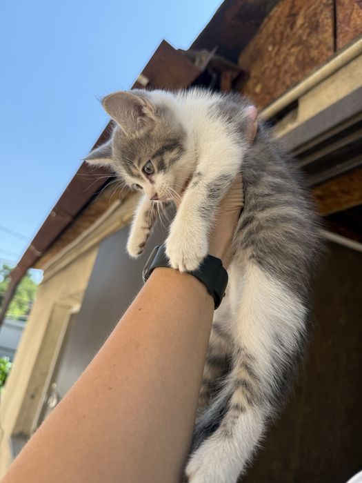 Отдам котят в добрые руки