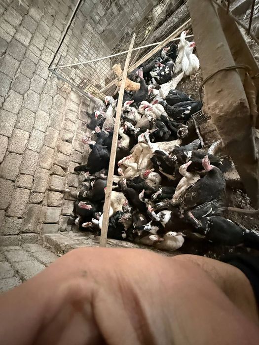 Индюк, индаутка, гоз сотилади срочний уйда бокилган