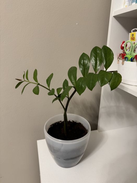 Замиокулькас (долларовое дерево)