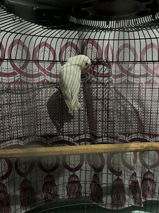 Продаються попугай порода неразлучники