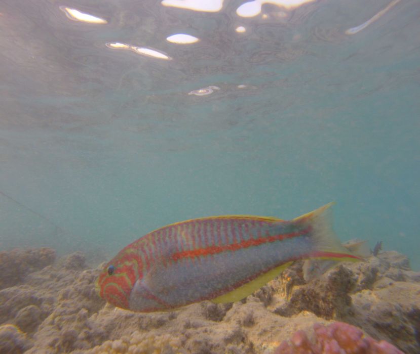 GoPro Hero 5 session