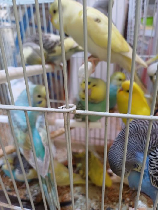 Vând perusi pui,maturi cântatori nimfe kakariki rosella  turturele .