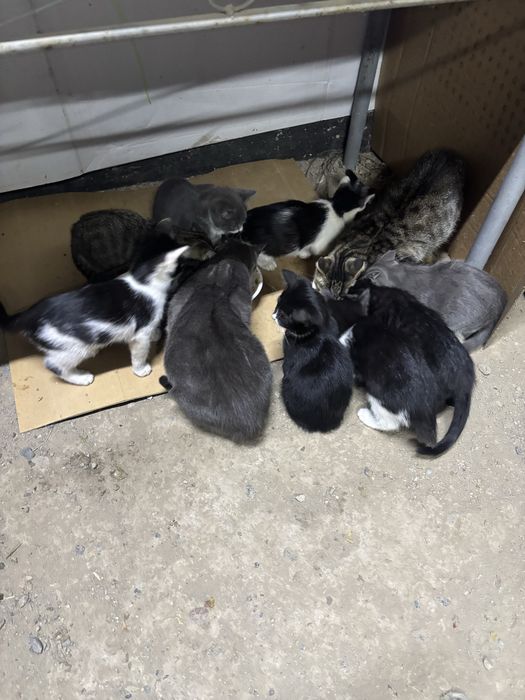 Отдам котят в хорошие руки