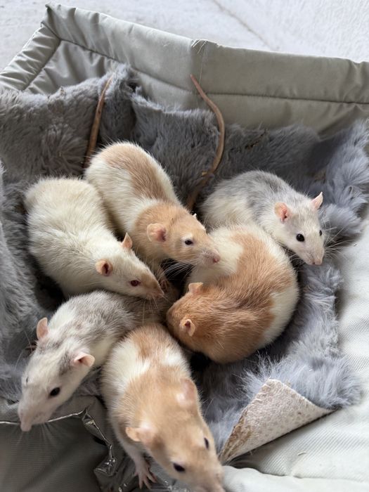 Vand șobolani de companie