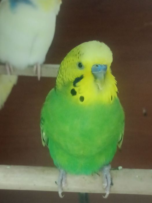 Papugay Modda Nar Sotiladi