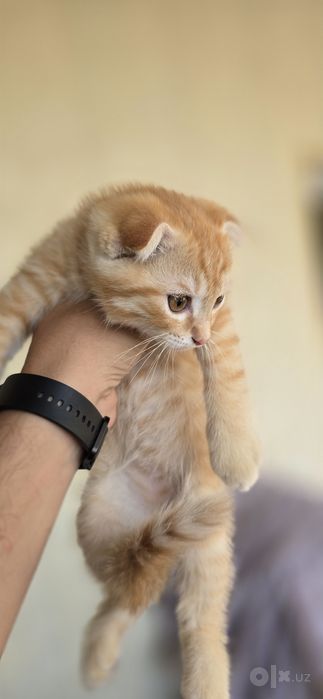 Продаётся золотистый скоттиш фолд